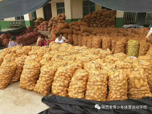 体校助力乡村振兴 陕西省青少年体校携手杏坪社区打通农副产品销售新路径